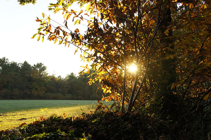 fall, sun, light, orange, brown, doré, forest