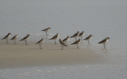 μικρότερο των άμμου βροχοπούλι, πουλί, Aves, πανίδα, των πτηνών, παραλία, Αραβική Θάλασσα