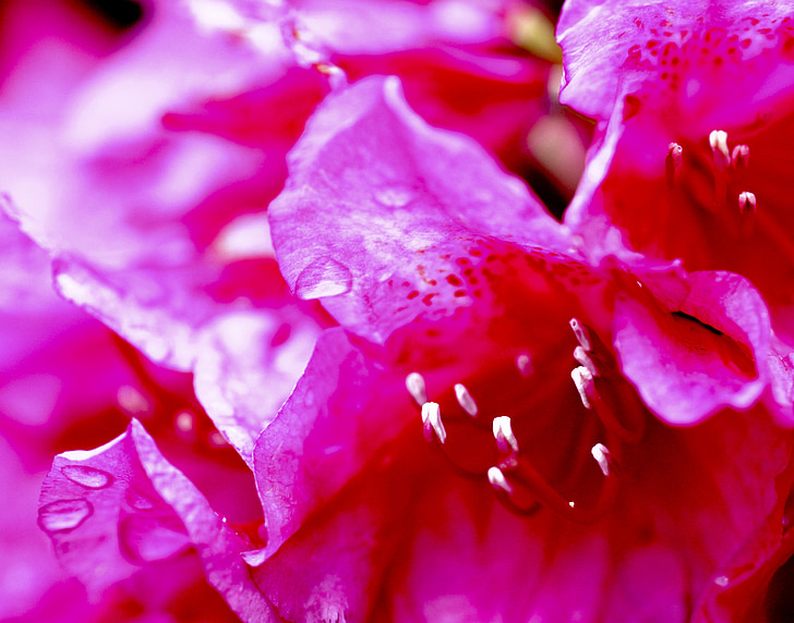 rosa, flor, por goteo, pétalos de, foto macro, decorativo, luz