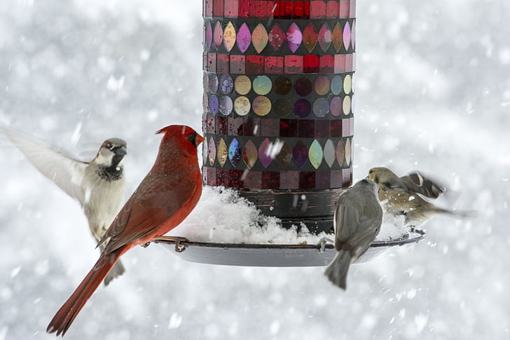 πουλιά, σπουργίτι, Καρδινάλιος, finches, birdfeeder, χιόνι