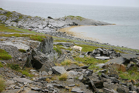 Noruega, natureza, Rena, pedras, ao norte da Noruega, Norte, paisagem