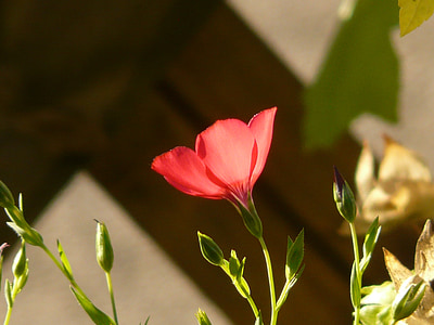 punainen talutushihna, Blossom, Bloom, kukka, punainen, läpikuultava, vaalea punainen