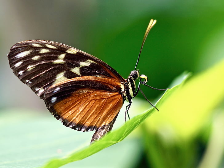 bướm, kỳ lạ, côn trùng, nhiệt đới, động vật, cánh, Thiên nhiên