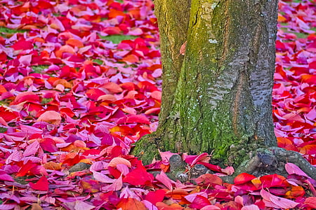 autumn, red, leaves, tree, landscape, plant, park