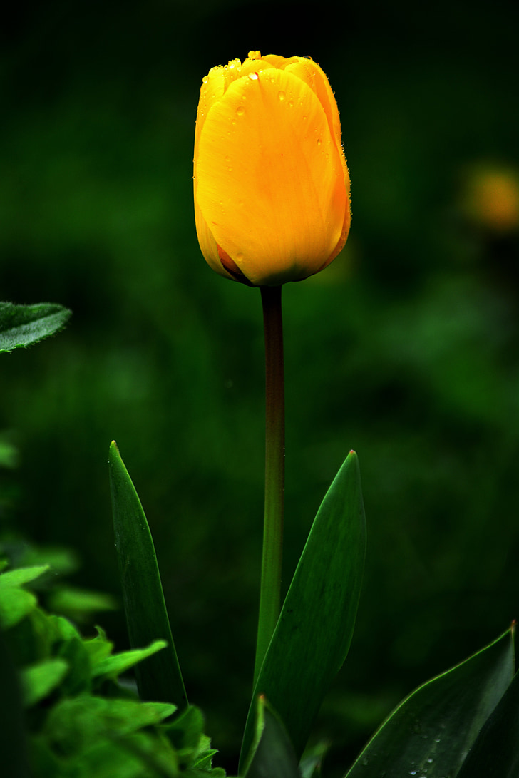 Tulip, blomst, gul, forår, gul blomst, regndråber