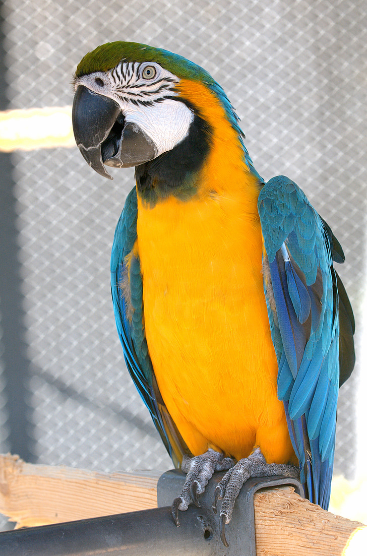 macaw, parrot, bird, blue, yellow, gold, blue and yellow macaw
