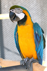 Ara, papegøye, fuglen, blå, gul, gull, blå og gul ARA