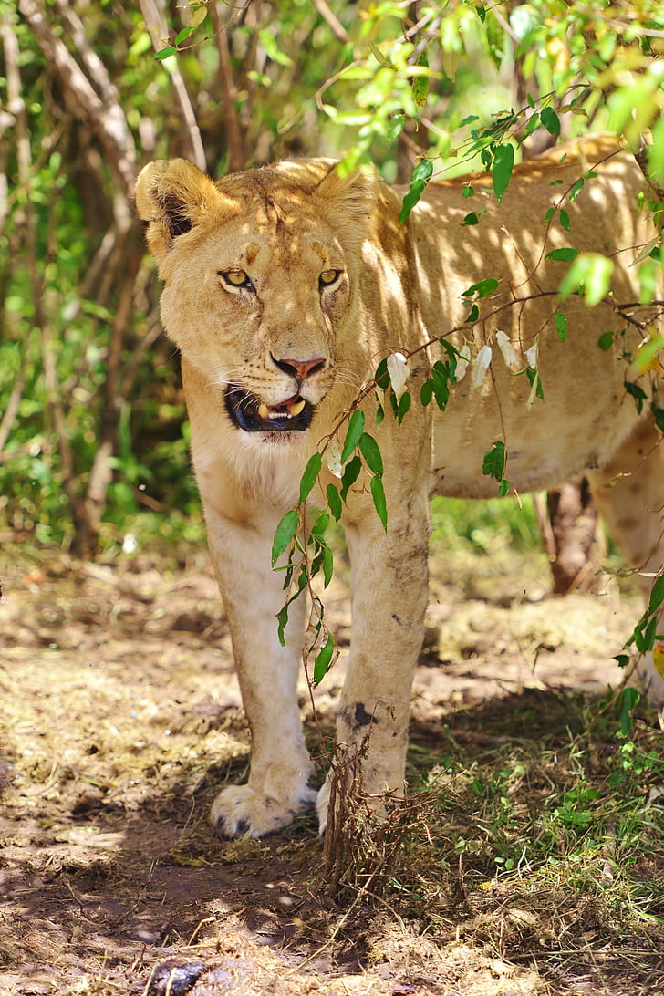 Kenya, Lion porträtt, Lioness, Safari, vilda djur, Safari djur, naturen