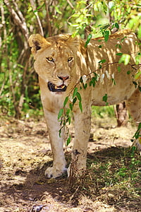 Kenija, Liūtas portretas, liūtės, Safari, Laukiniai gyvūnai, Safari gyvūnai, Gamta