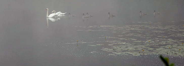 cisnes, familia Swan, Estado de ánimo, hora de la mañana, pájaro del agua, agua, estanque