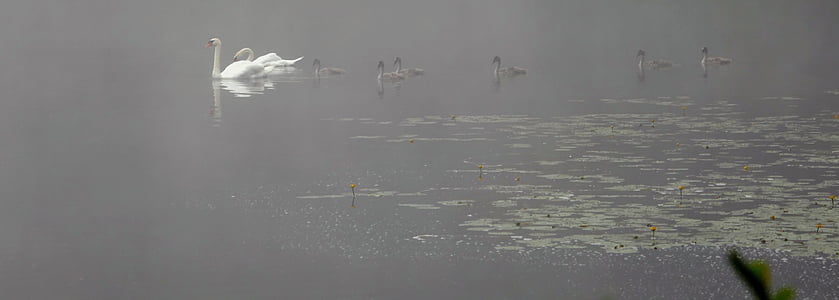 swans, swan family, mood, morning hour, water bird, water, pond