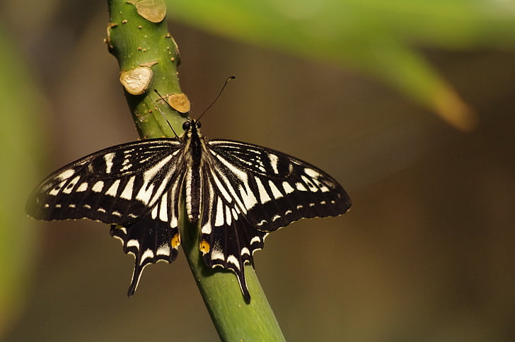 Feniklový, motýľ, Vidlochvost feniklový, Papilio machaon, Príroda, hmyzu, bug