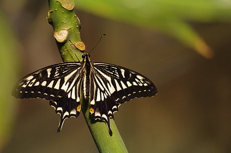 cola de golondrina, mariposa, viejo mundo swallowtail, Papilio machaon, naturaleza, insectos, error