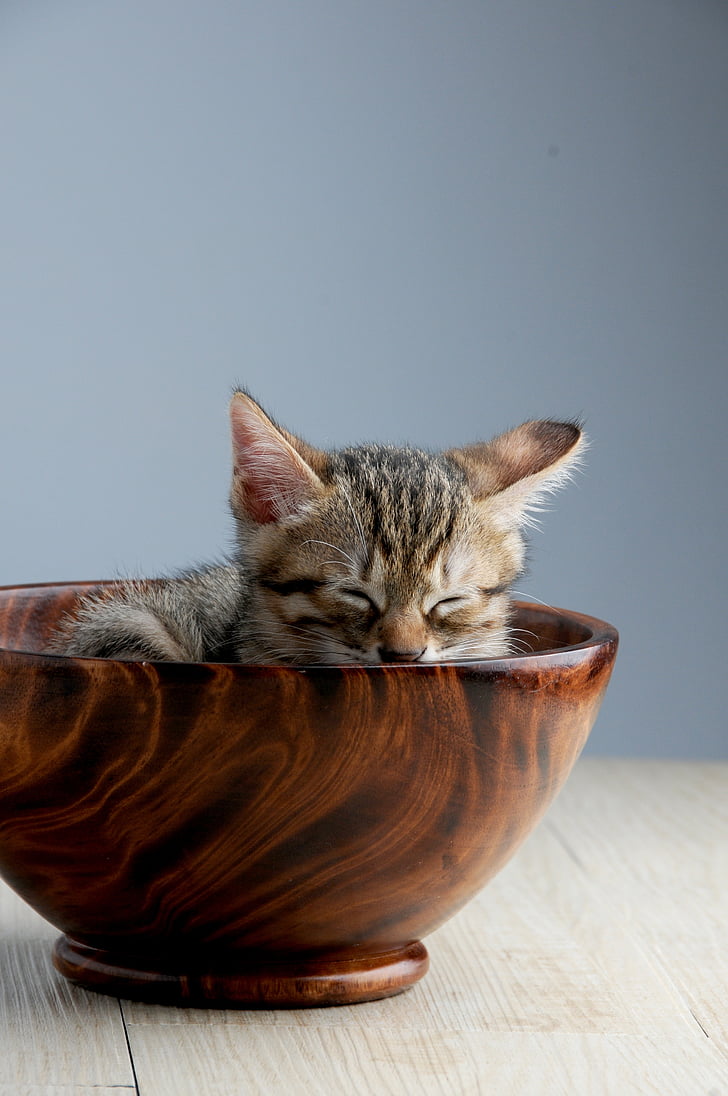 pet, cat, sleeping their palate, doze, cat bowl