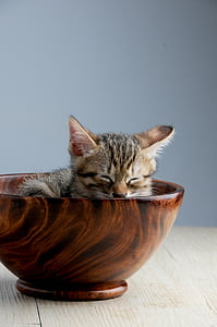 hewan peliharaan, kucing, tidur mereka langit-langit, dosisnya, kucing mangkuk