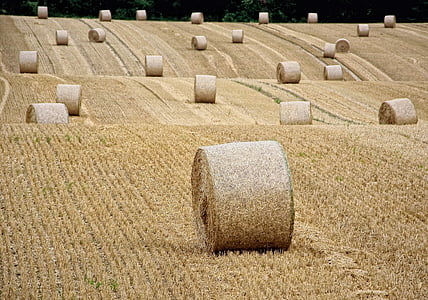 straw, straw bales, round bales, harvest, autumn, straw role, stubble