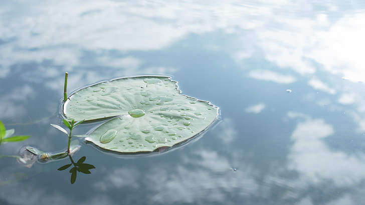 lotus leaf, pond, nature, inverted image, yunnan, travel, freshness