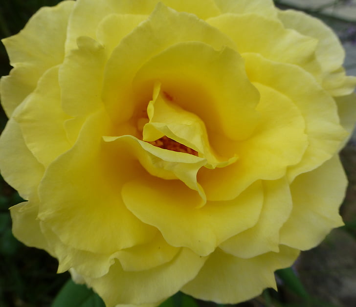 rose jaune, Blooming, fleur, été, printemps, pétales, parfumé