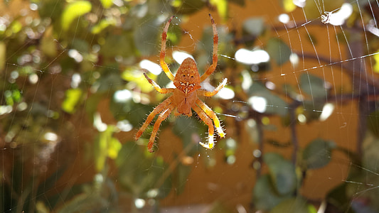 spider, arachnid, animals, insects, nature, life