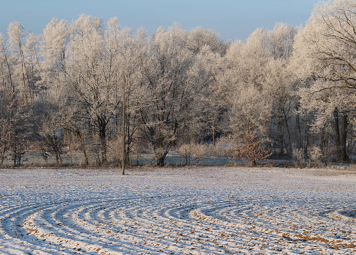 frost, forest, landscape, trees, cold, winter, icy