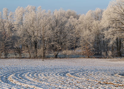 Frost, Metsä, maisema, puut, kylmä, talvi, jäinen