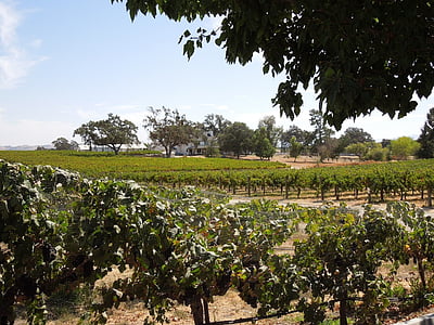 ブドウ畑, ワインの国, ブドウ園, ブドウ栽培, ワイン醸造, つる, 栽培