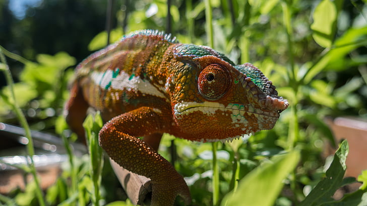 chameleon, color, colorful, panther chameleon, reptile, close, scale