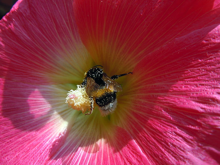 hummel, pollen, plant, insect