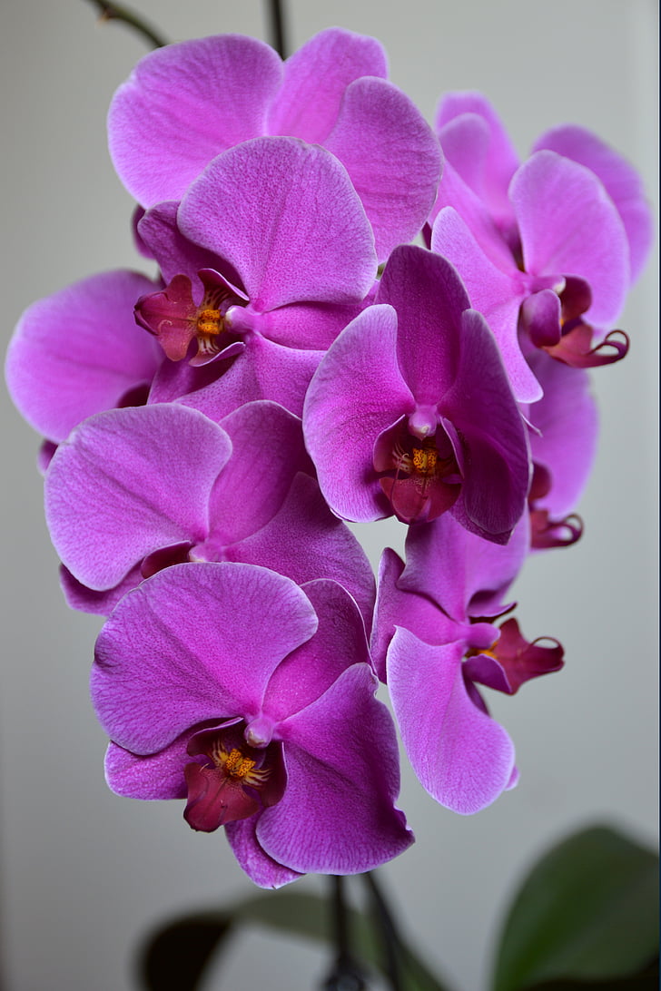 orquídea, flor, planta, exóticas, magenta, tropical, natural