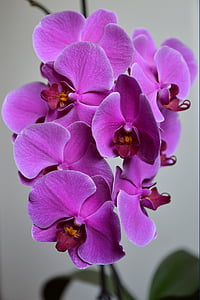 orchidea, fiore, pianta, esotici, Magenta, Tropical, naturale