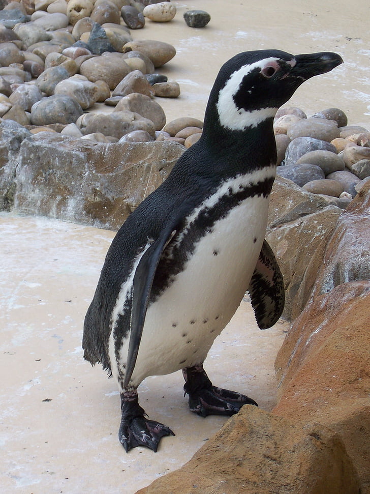 gradina zoologica, animale, natura, pinguin, animale, pasăre, Antarctica