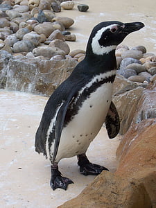 Parque zoológico, animales, naturaleza, Pingüino de, animal, pájaro, Antártida