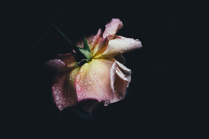 różowy, Róża, kwiat, czarne tło, szczelnie-do góry, świeżość, kruchość