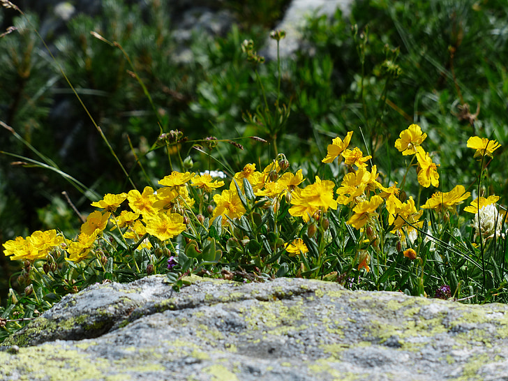 Alperne brun, blomst, Blossom, Bloom, gul, Alpine blomst, Alpine anlæg