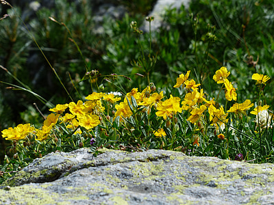 Alpės, ruda, gėlė, žiedų, žydėti, geltona, Alpių gėlė, Alpių augalų