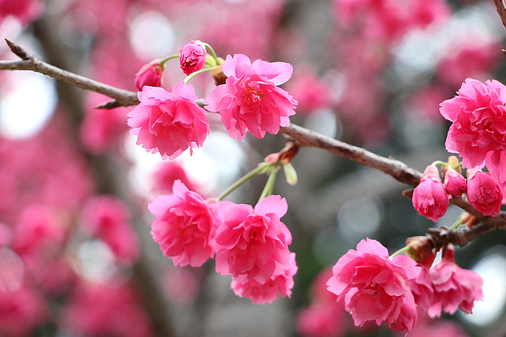 kirsebærblomster, Chung cheng alder læse don 櫻 blomster, Chung cheng alder læsning hall