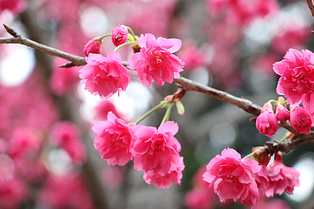 cerisiers en fleurs, âge de Chung cheng lire don fleurs 櫻, salle de lecture de Chung cheng âge
