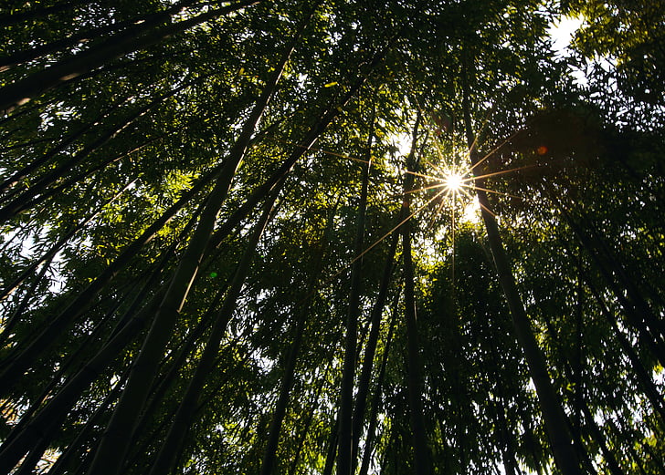 Bamboo, landskap, skugga, naturen, träd, skogen, Utomhus