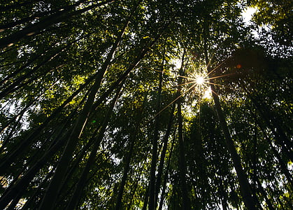 bambus, landskabet, skygge, natur, træ, skov, udendørs