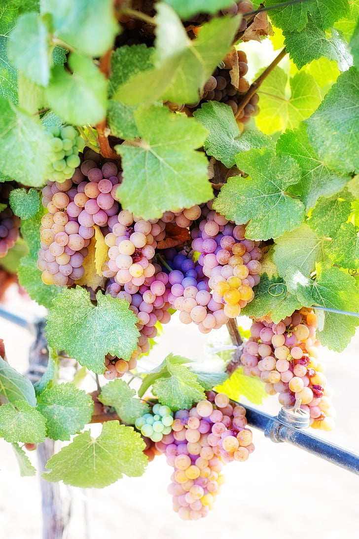 raisins de cuve, cépages blancs, raisins, vigne, vignoble, Grapevine, grappe de raisin