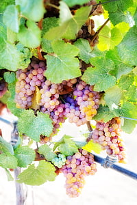 veini, viinamarjamahla, valged viinamarjad, viinamarjad, viinapuu, Vineyard, Grapevine, viinamarjade klastri