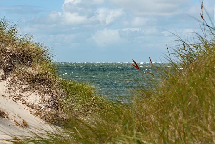 dune, sea, north sea, dune grass, by the sea, island, dune ridge