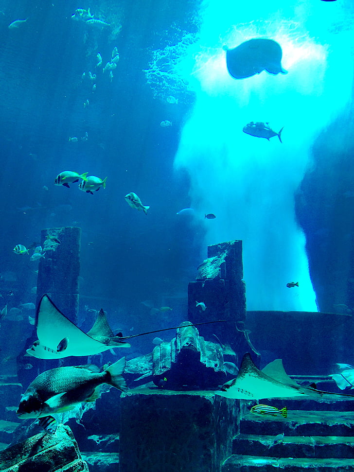 Aquarium, Dubai, sous l’eau, corail, Manta