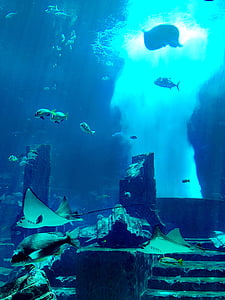 akuarium, Dubai, bawah air, terumbu, Manta
