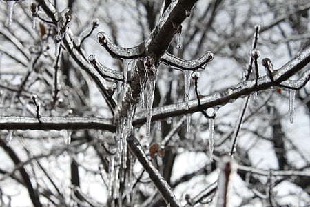 sople, lód, drzewo, odkryty, grudnia, piękne, zimowe