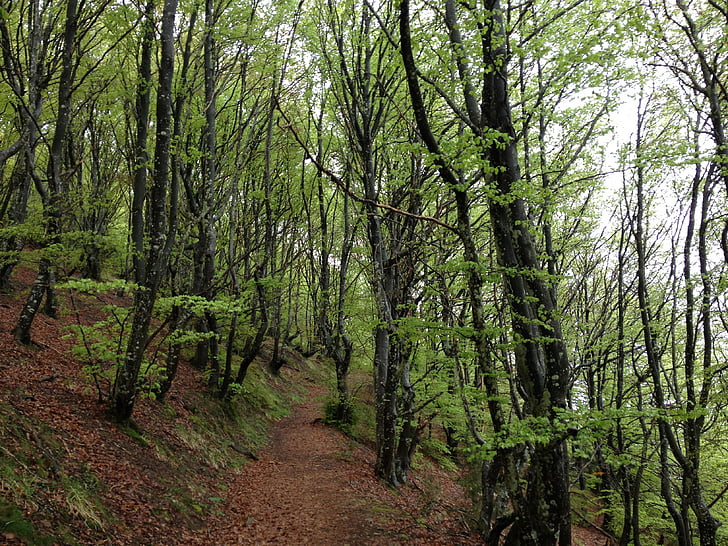 lemn, natura, sierracantabria, Euskadi, pădure, copac, în aer liber