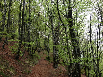 lesa, narave, sierracantabria, Euskadi, gozd, drevo, na prostem