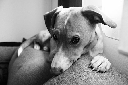 dog, dog life, dog lying on the couch