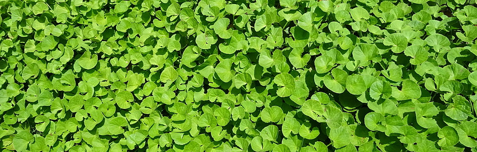 plant, herb, medicinal, indian pennywort, coinwort, indian water navelwort, pennyweed