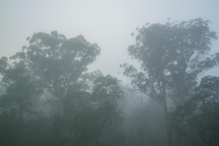 köd, gumi fák, Sydney, Ausztrália, köd, fa, szerves